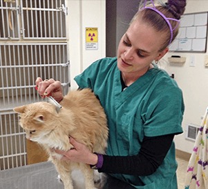 A team member caring for a cat at The Family Pet