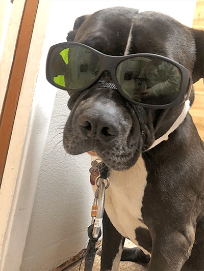 A dog receiving therapeutic laser treatment